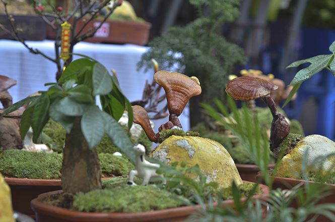 Gần 5 triệu đồng 1 chậu nấm linh chi bonsai chơi Tết ở Thủ đô